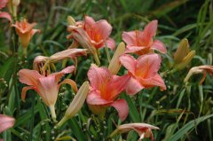 Hemerocallis hybrida