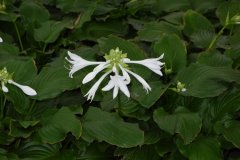 Hosta plantaginea