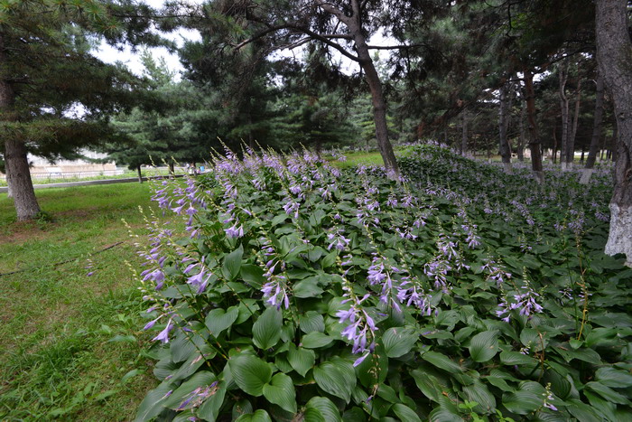 紫萼Hosta ventricosa