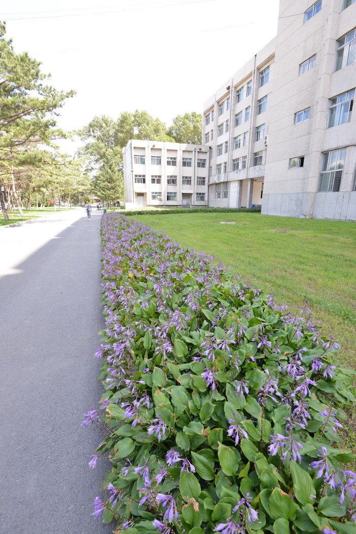 紫萼Hosta ventricosa