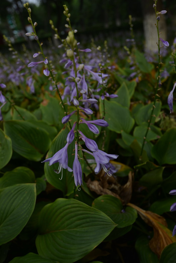 紫萼Hosta ventricosa