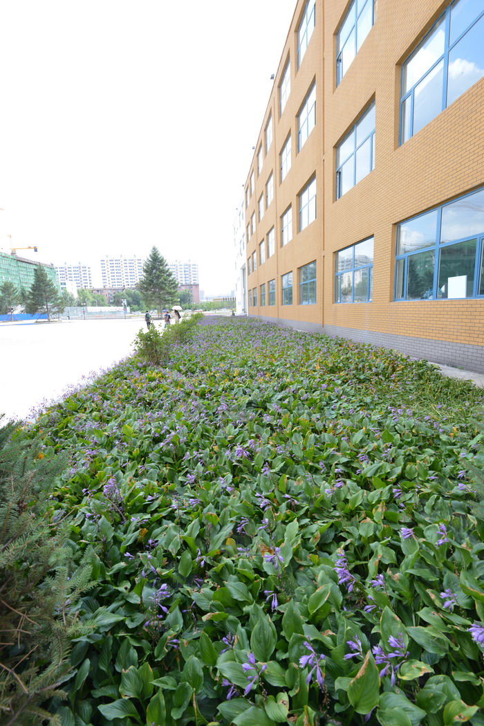 紫萼Hosta ventricosa