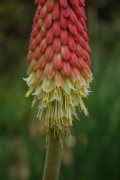 Kniphofia caulescens