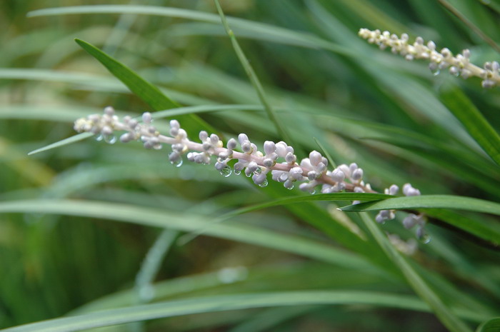 禾叶山麦冬Liriope graminifolia