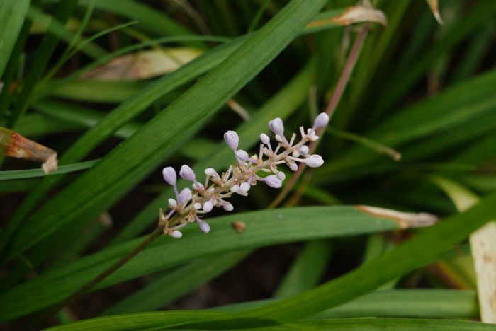 山麦冬Liriope spicata