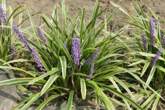 ҶɽLiriope muscari 'Variegata'