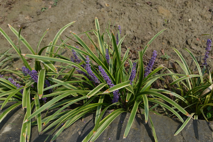 金边阔叶山麦冬Liriope muscari 'Variegata'