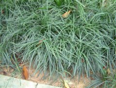 ؽײOphiopogon bodinieri