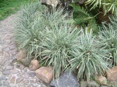 ٽ˿βOphiopogon jaburan 'Aurea variegata'