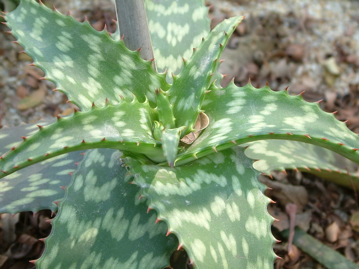 芦荟Aloe vera var. chinensis