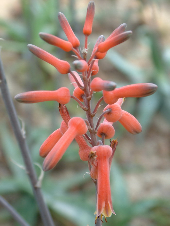 芦荟Aloe vera var. chinensis