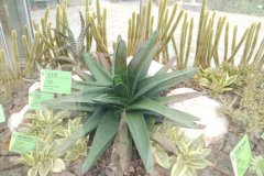 大牛舌Gasteria carinata