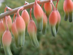 墨鉾Gasteria obliqua