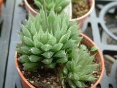 水晶掌Haworthia cooperi var. leightonii