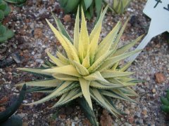 条纹十二卷锦Haworthia fasciata 'Elegans'