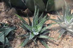 条纹十二卷Haworthia fasciata