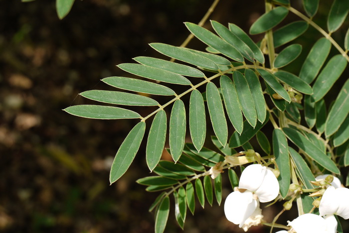 白灰毛豆Tephrosia candida