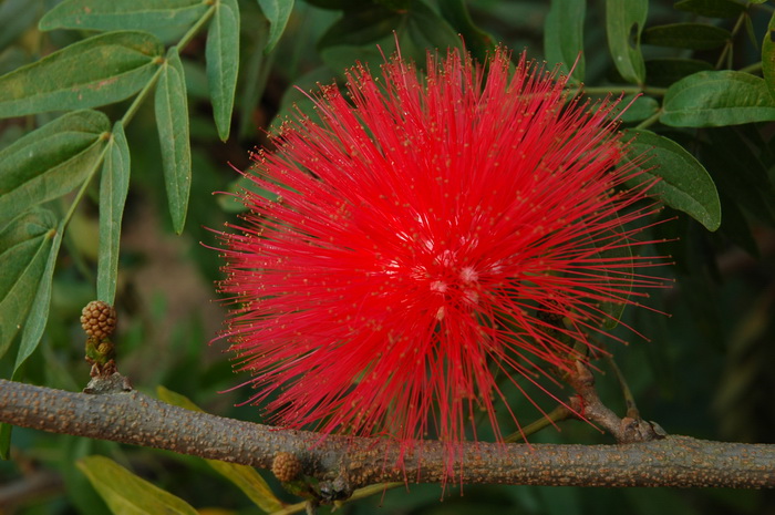 朱缨花Calliandra haematocephala