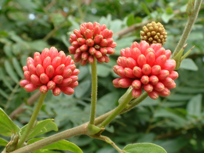 朱缨花Calliandra haematocephala