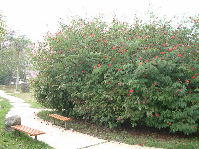 朱缨花Calliandra haematocephala