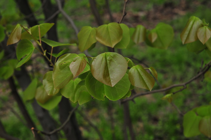 黄山紫荆Cercis chingii