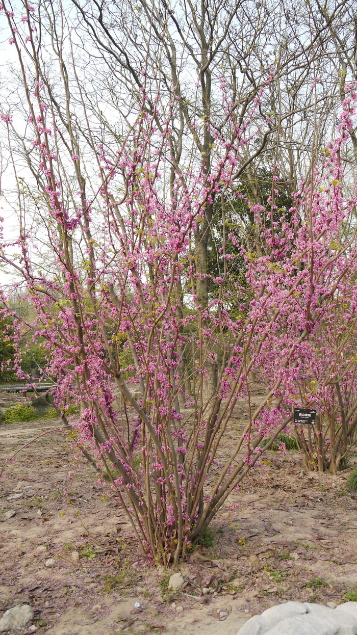 黄山紫荆Cercis chingii