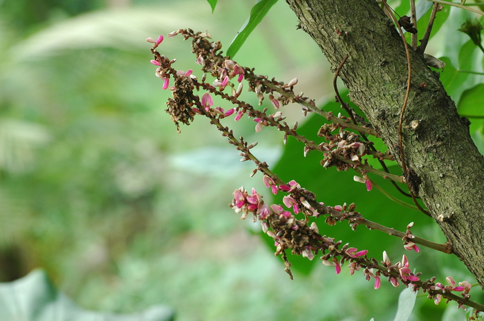 茎花豆Fordia cauliflora