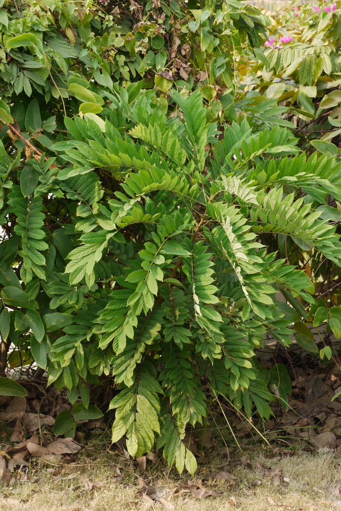 茎花豆Fordia cauliflora