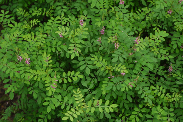 木蓝Indigofera tinctoria