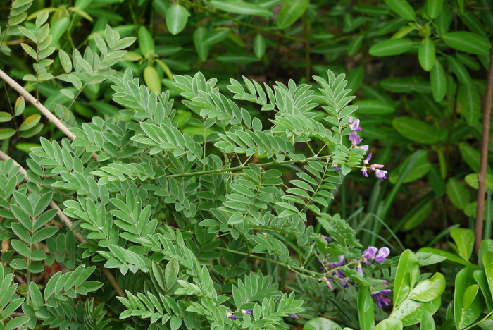 台湾小叶崖豆藤Millettia pulchra var. microphylla