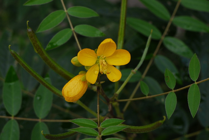 槐叶决明Senna sophera