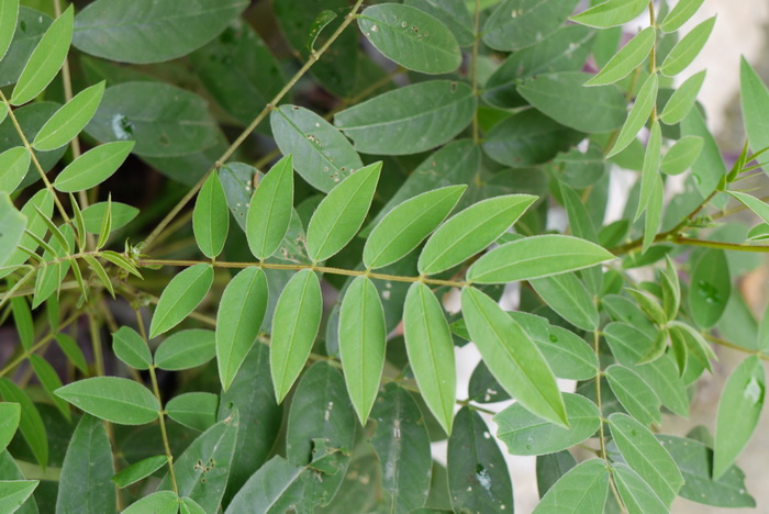 槐叶决明Senna sophera