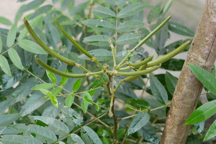 槐叶决明Senna sophera