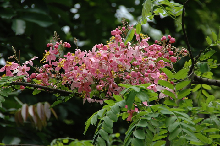 粉花决明Cassia javanica