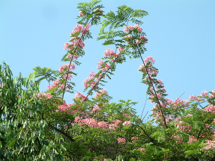 粉花决明Cassia javanica