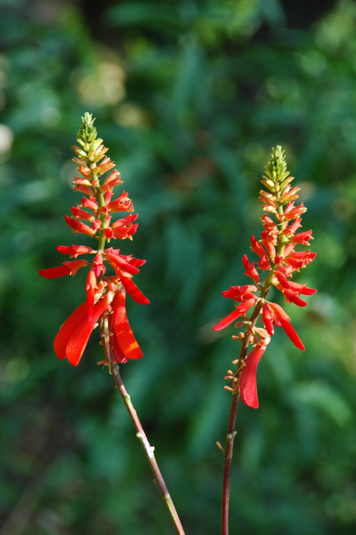 纳塔尔刺桐Erythrina humeana