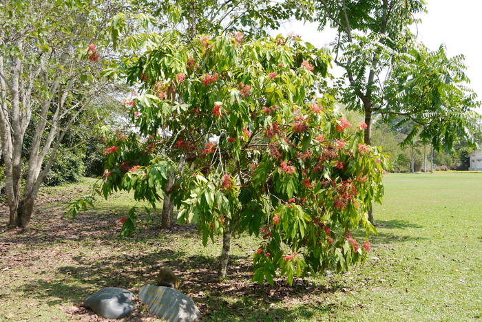 印度无忧花Saraca indica