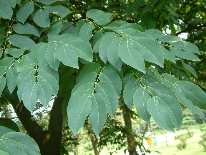 东京油楠Sindora tonkinensis