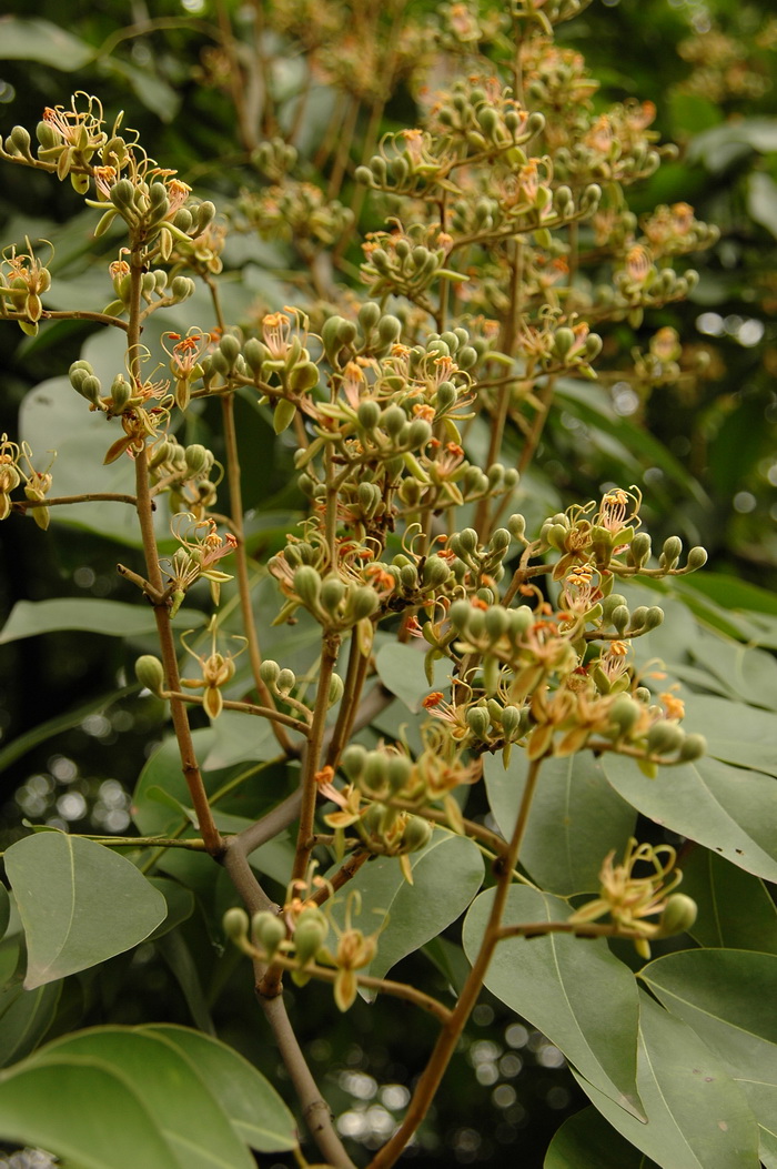 东京油楠Sindora tonkinensis