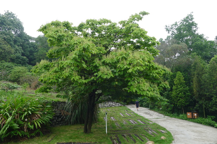 东京油楠Sindora tonkinensis