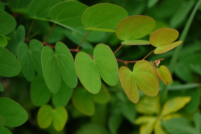 首冠藤Bauhinia corymbosa