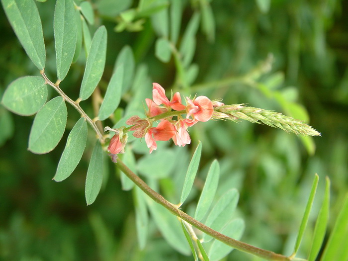 铺地木蓝Indigofera hendecaphylla