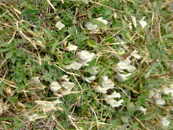 糙叶黄芪Astragalus scaberrimus