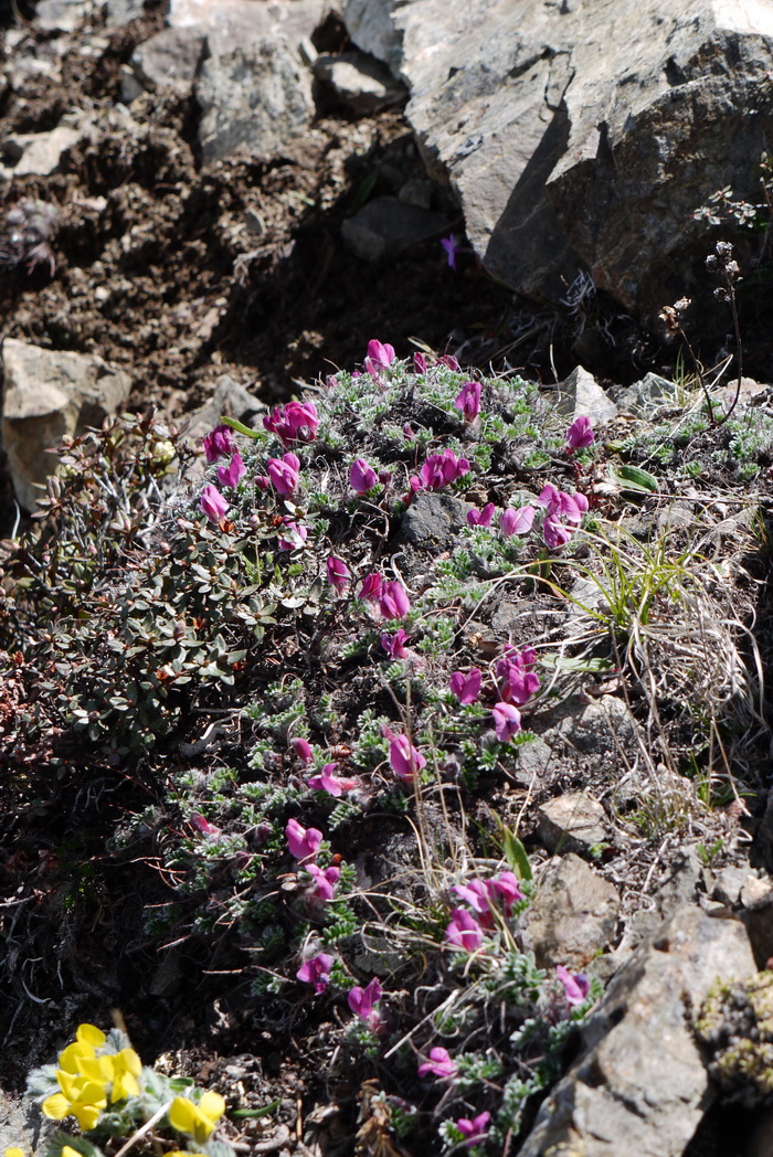 紫花雀儿豆Chesneya nubigena subsp. purpurea