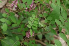 多花木蓝Indigofera amblyantha