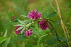 野火球Trifolium lupinaster