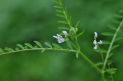 小巢菜Vicia hirsuta