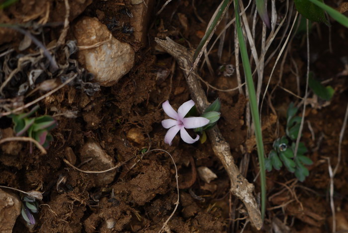 独花黄精Polygonatum hookeri