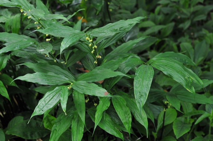 点花黄精 Polygonatum punctatum