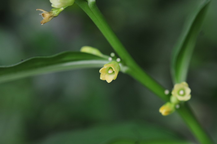 点花黄精 Polygonatum punctatum